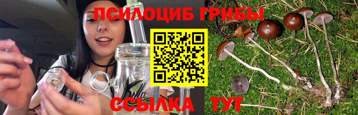 Галлюциногенные грибы Psilocybine cubensis Сыктывкар